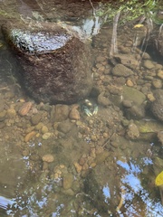 Euastacus sulcatus