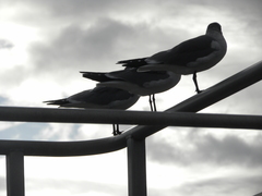 Leucophaeus atricilla