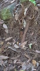 Heteronympha mirifica