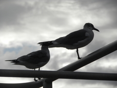 Leucophaeus atricilla