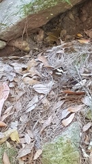 Heteronympha mirifica