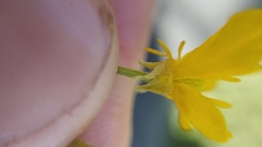 Ranunculus sardous