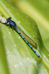 Argia elongata