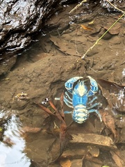 Euastacus sulcatus