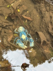 Euastacus sulcatus
