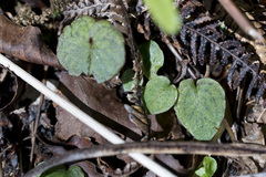 Corybas oblongus