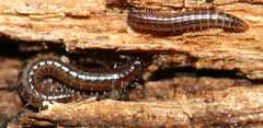 Cleidogonidae