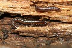 Cleidogonidae