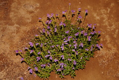 Penstemon cardwellii