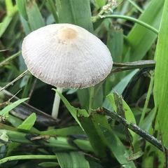 Conocybe apala albipes