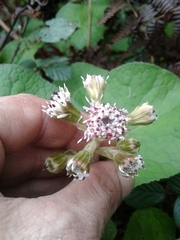 Petasites pyrenaicus