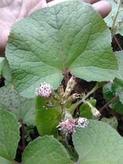 Petasites pyrenaicus