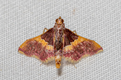 Endotricha mesenterialis