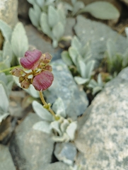 Calceolaria arachnoidea