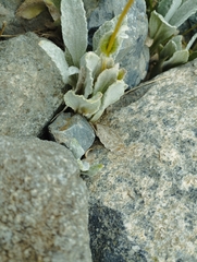 Calceolaria arachnoidea