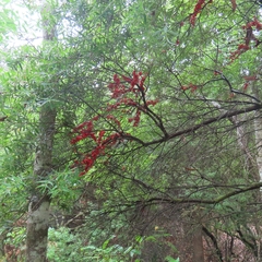 Leptostemonum