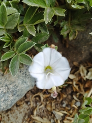 Convolvulus demissus