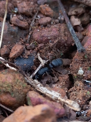 Pseudoneoponera rufipes