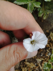 Convolvulus demissus