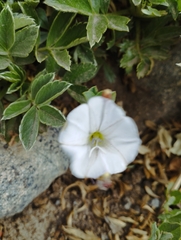Convolvulus demissus