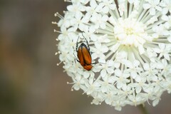 Phyllotocus ruficollis