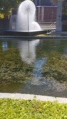 Argentina anserinoides