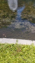 Argentina anserinoides