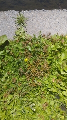 Argentina anserinoides