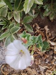 Convolvulus demissus