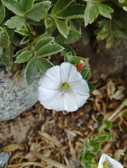 Convolvulus demissus