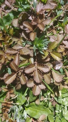 Argentina anserinoides