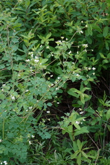 Thalictrum sparsiflorum