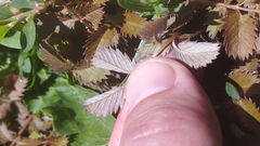 Argentina anserinoides