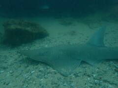 Rhynchobatus australiae