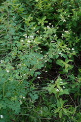 Thalictrum sparsiflorum