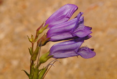 Penstemon cardwellii
