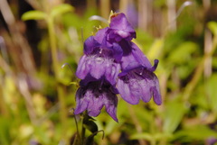 Penstemon cardwellii