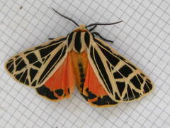 Apantesis parthenice