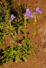 Penstemon cardwellii