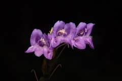 Penstemon cardwellii