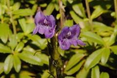 Penstemon cardwellii