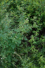 Thalictrum sparsiflorum