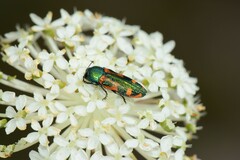 Castiarina scalaris