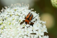 Phyllotocus scutellaris