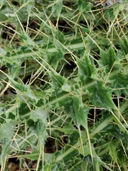 Cirsium arizonicum