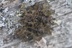 Tuckermanopsis orbata