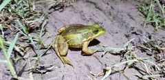 Pelophylax plancyi
