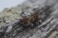 Tuckermanopsis orbata