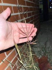 Dichanthium annulatum