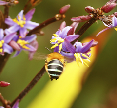 Amegilla cingulata
